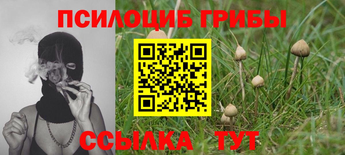 Галлюциногенные грибы Psilocybine cubensis Аргун